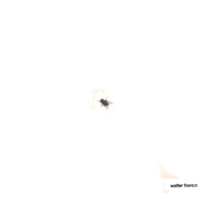 "Ou Não" de Walter Franco. Havia espaço até para experimentalismos musicais mais radicais. E essa não foia única mosca a pousar na MPB em 1973.