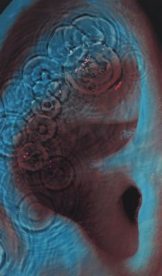 A capa quando aberta revela a orelha!